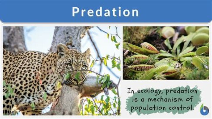 what is predation in biology