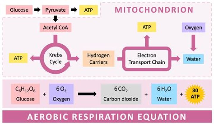 what is required for aerobic cellular respiration