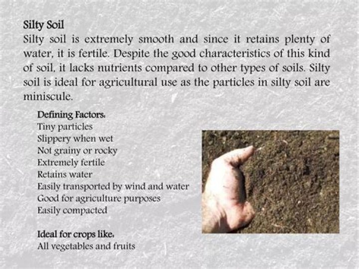 what is silty soil - Lisbd-net.com