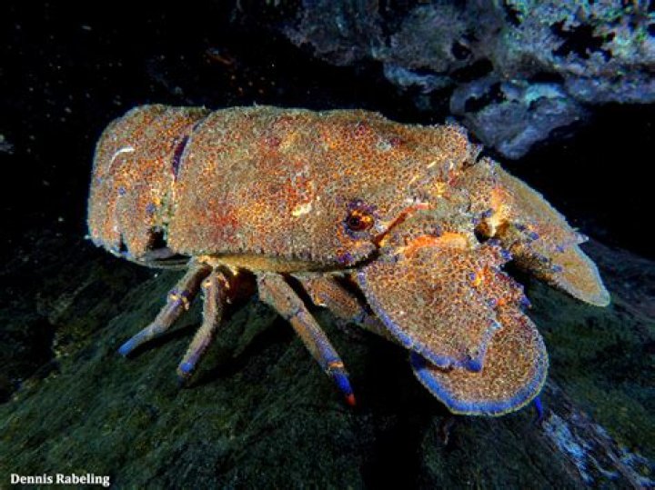 what is slipper lobster - Lisbd-net.com