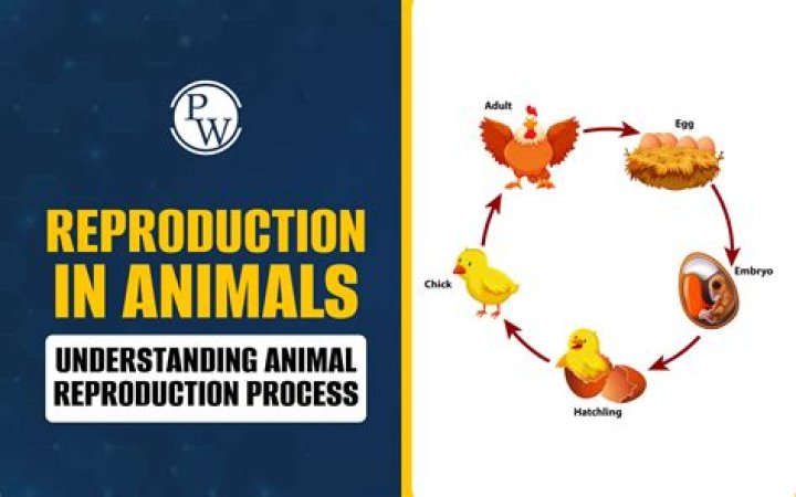 what is successful reproduction - Lisbd-net.com
