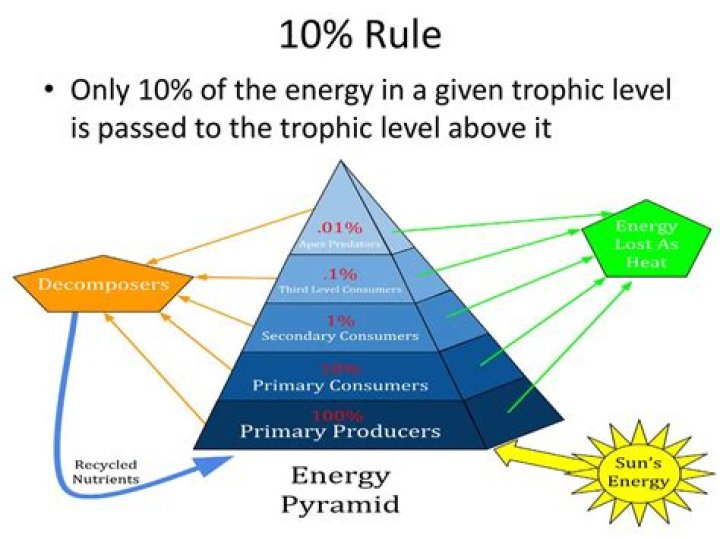 what is the 10% rule what is its significance why is energy lost