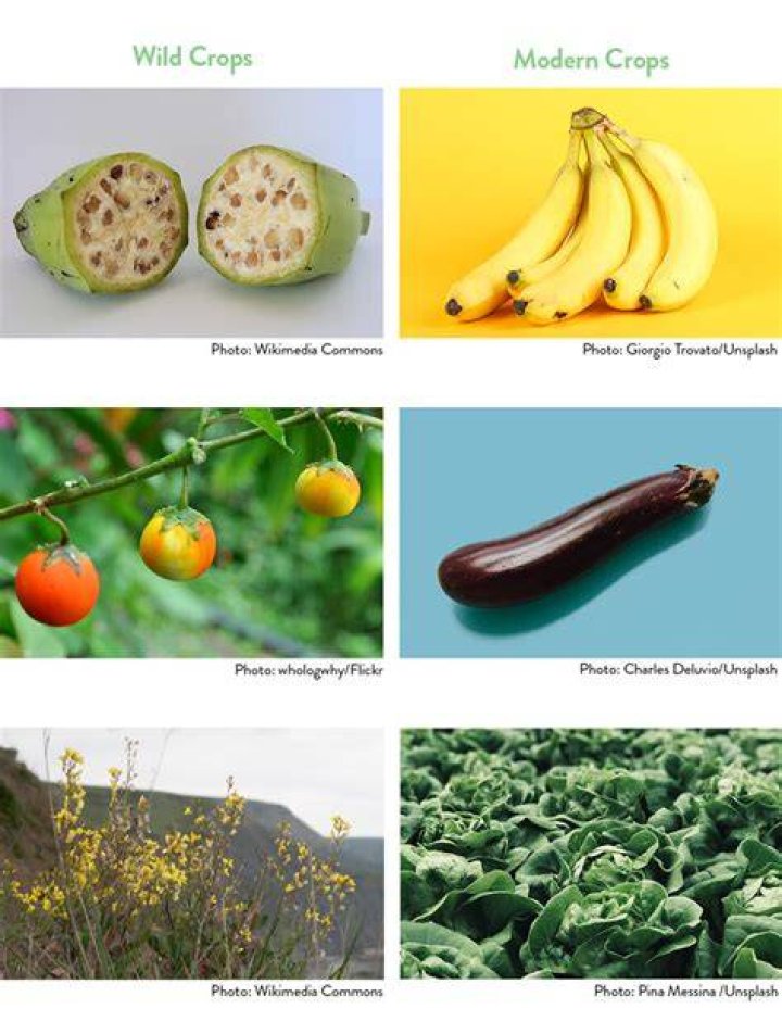 what is the advantage of genetically modified crops gmos quizlet