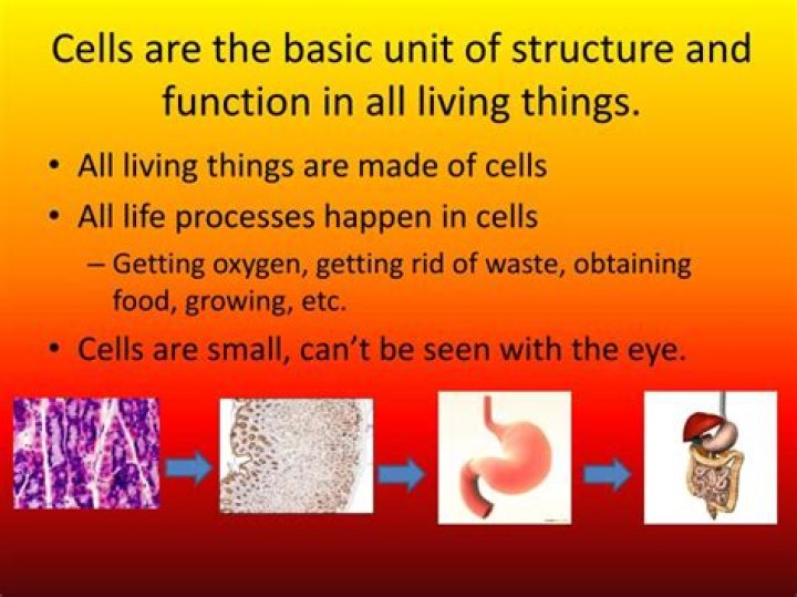 what is the basic unit of structure and function in all living things