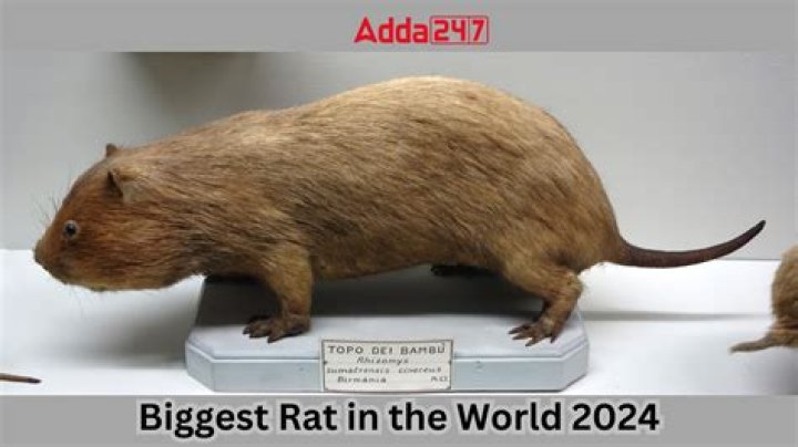 what is the biggest rat in the world