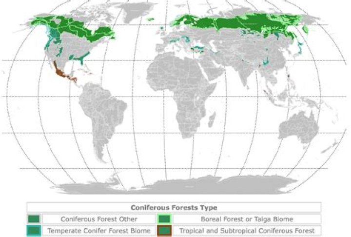 what is the climate of the boreal forest