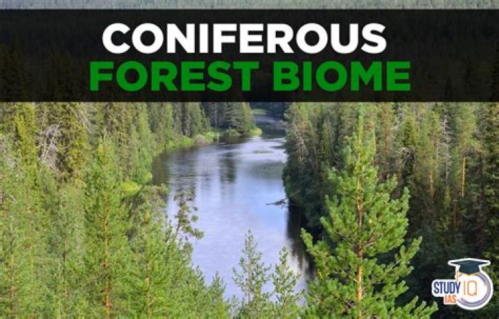 what is the climate of the coniferous forest