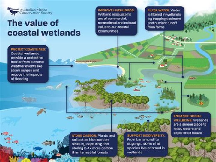 what is the closest wetland to me