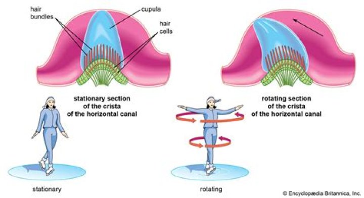 what is the cristae - Lisbd-net.com