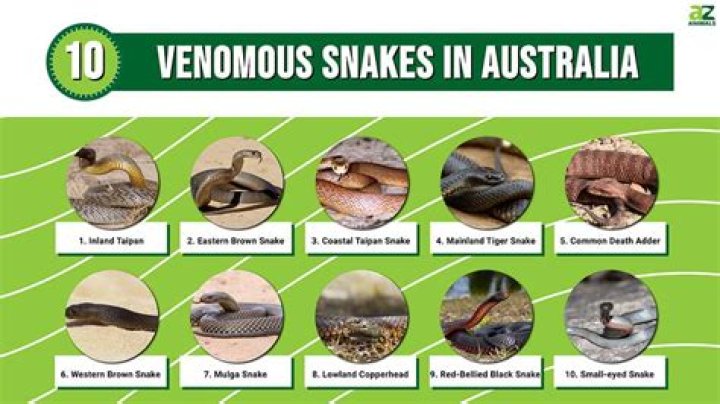 what is the deadliest snake in australia