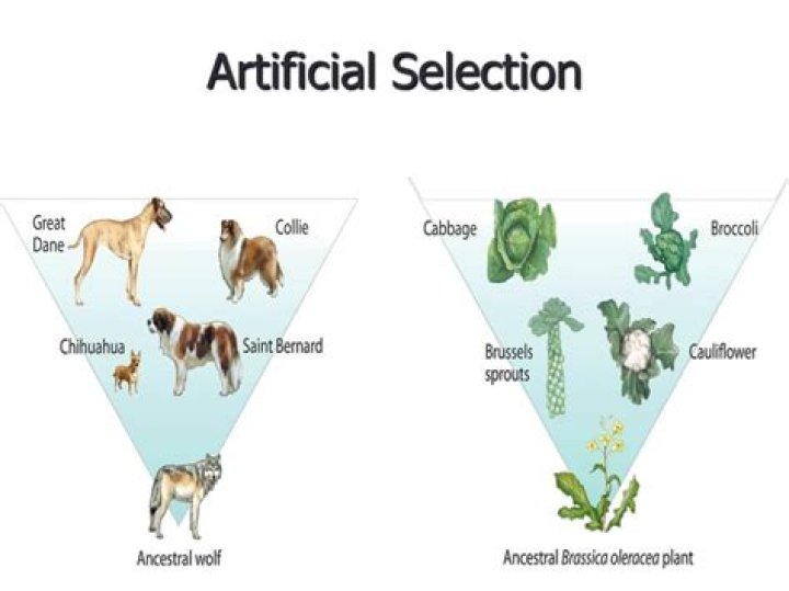 what is the definition of artificial selection