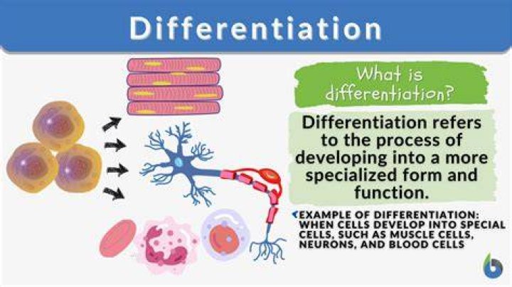 what is the definition of cell differentiation