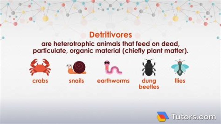 what is the definition of detritivore