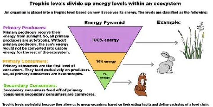 what is the definition of trophic level
