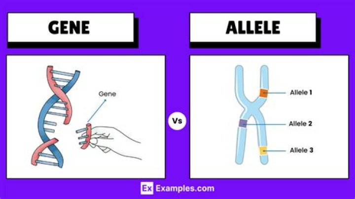 what is the difference between a gene and an allele