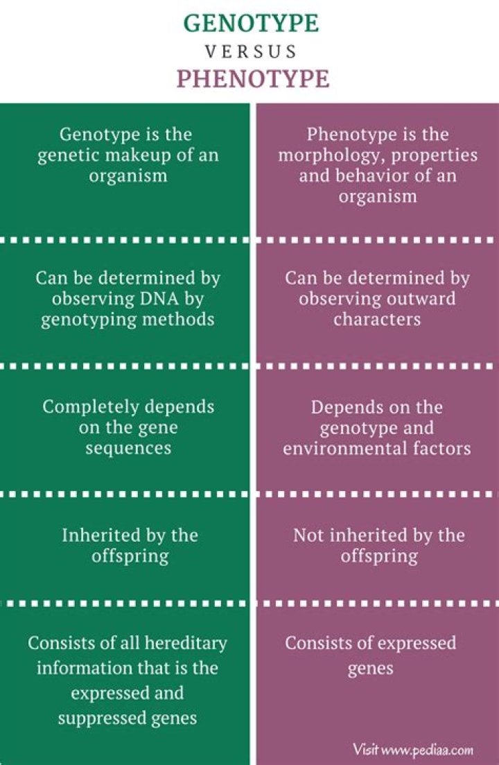 what is the difference between a phenotype and a genotype