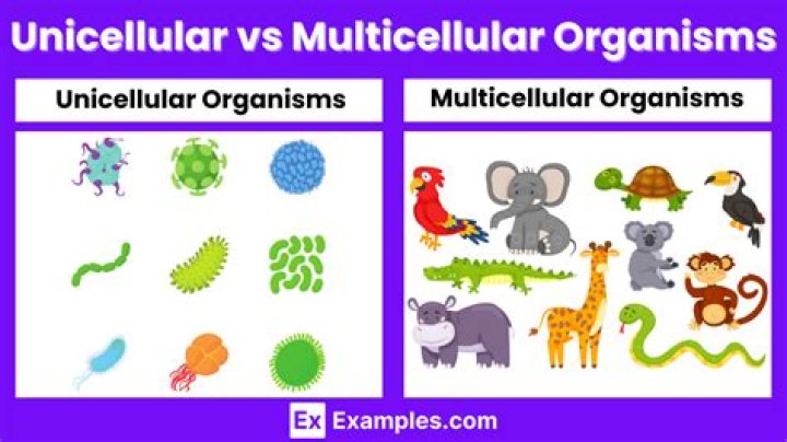 What Is The Difference Between A Unicellular Organism And A Multicellular Organism??