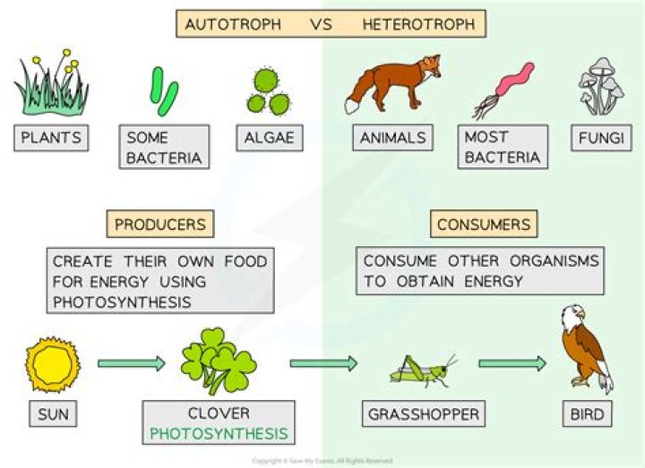 What Is The Difference Between An Autotroph And A Heterotroph??