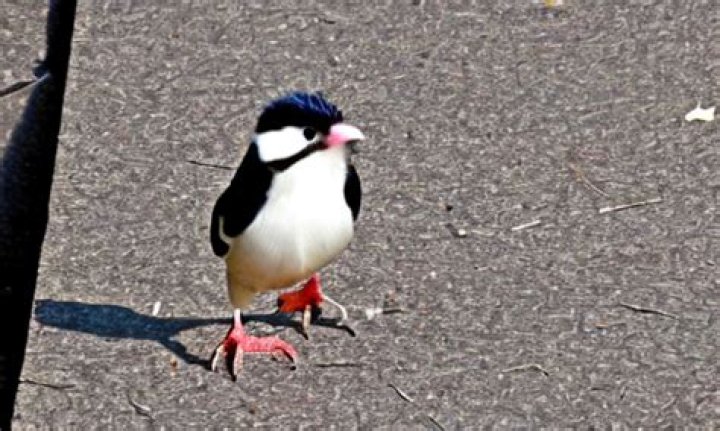 what is the difference between an immigrant and a bird of passage