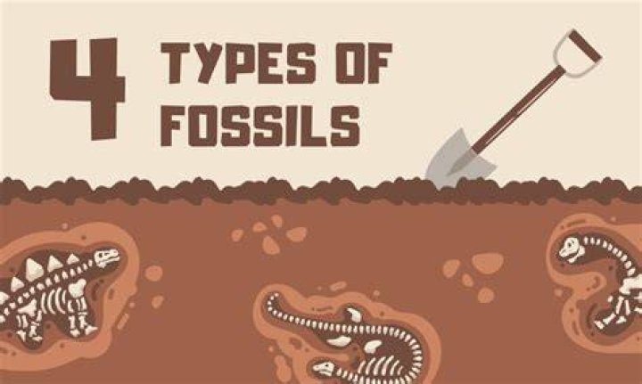 what is the difference between artifacts and fossils