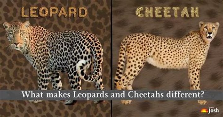 what is the difference between cheetah and leopard
