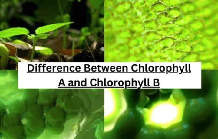 what is the difference between chloroplast and chlorophyll