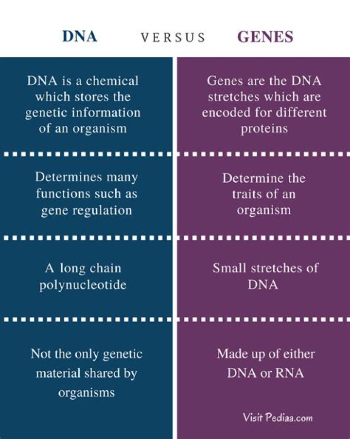 what is the difference between dna chromosomes and genes