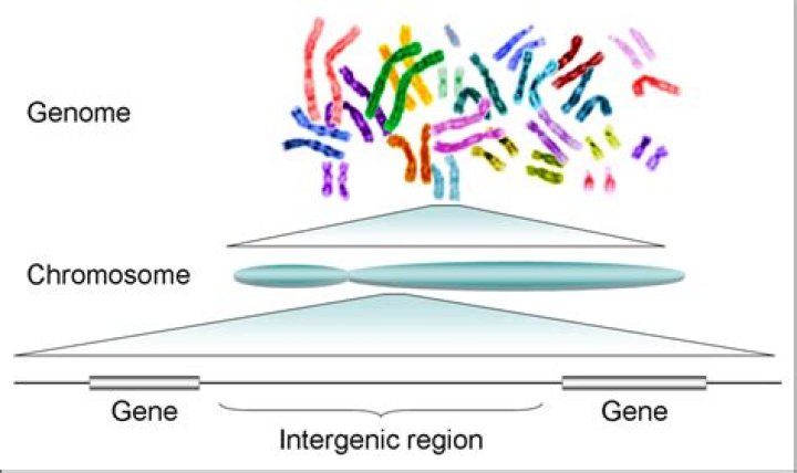 what is the difference between gene and genome