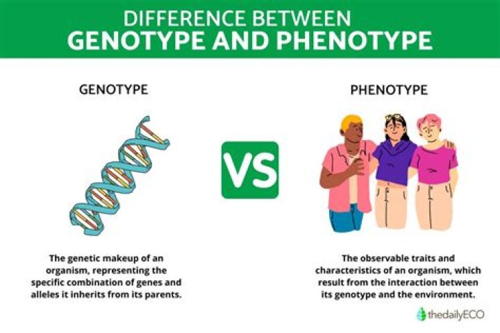 what is the difference between genotype and phenotype?
