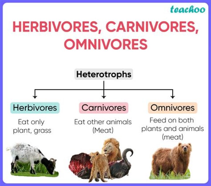 what is the difference between herbivorous and carnivorous