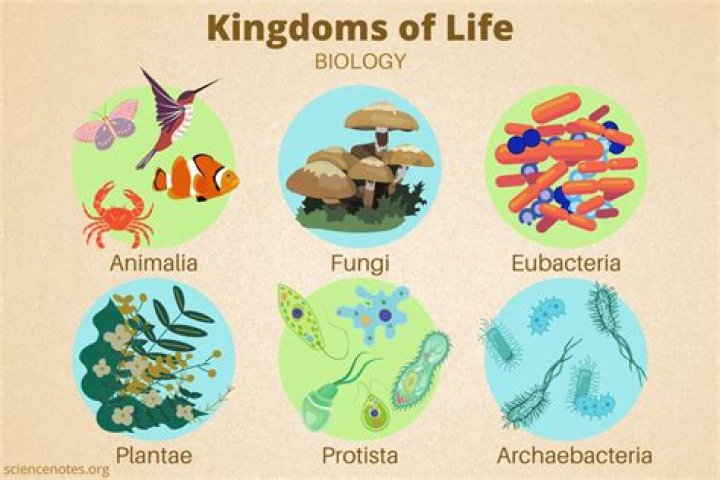 what is the difference between kingdom and species