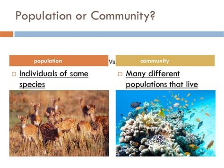what is the difference between population density and population dispersion?