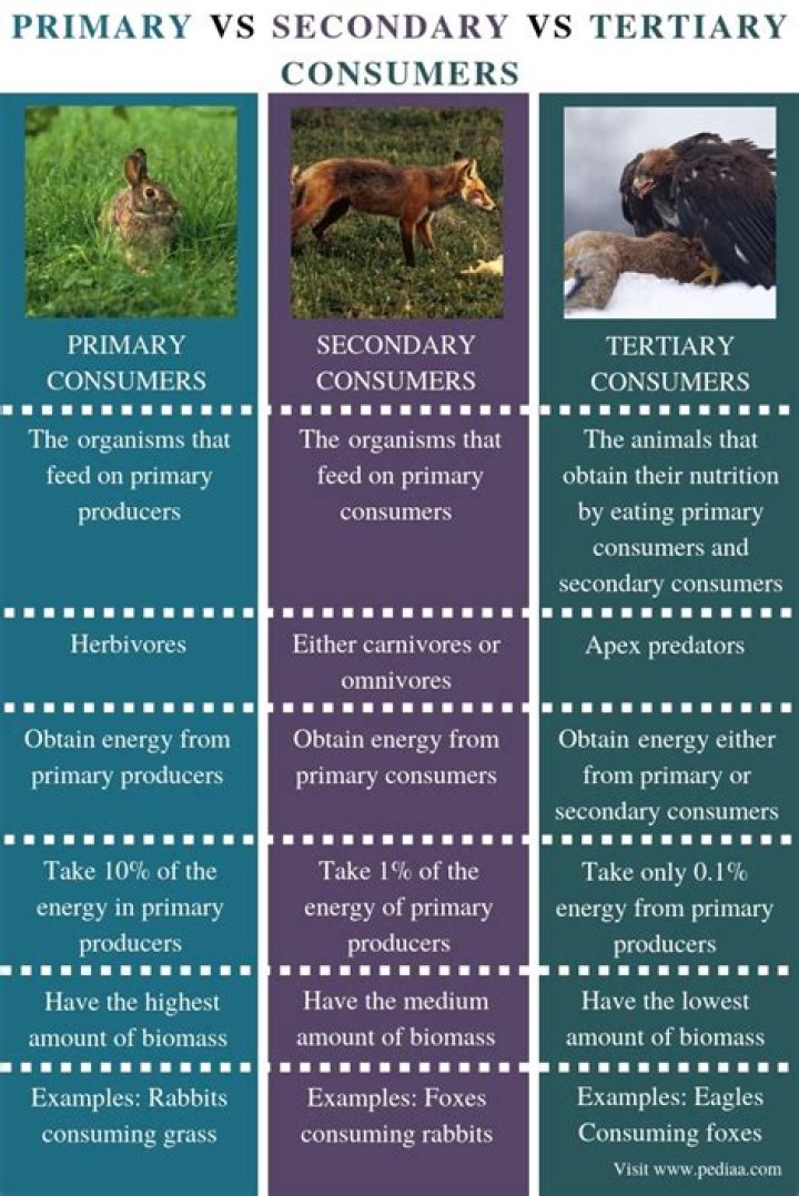 what is the difference between primary and secondary consumers