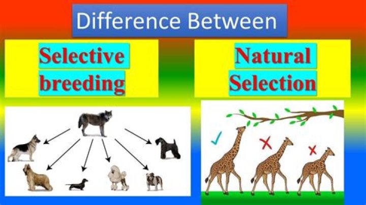 what is the difference between selective breeding and natural selection