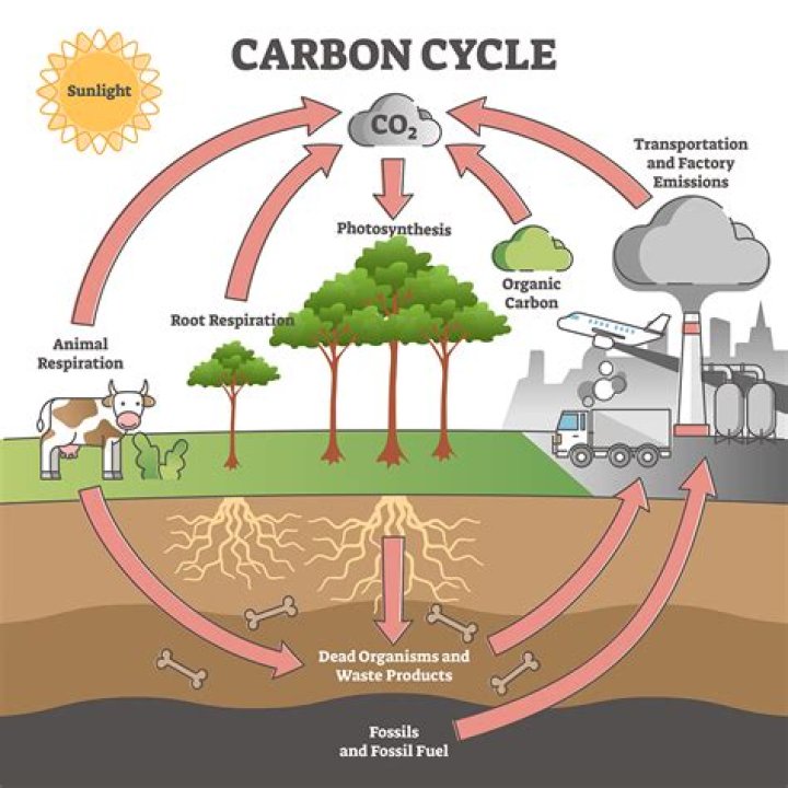 what is the effect of combustion on the carbon cycle