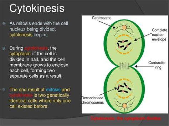 what is the end result of mitosis and cytokinesis