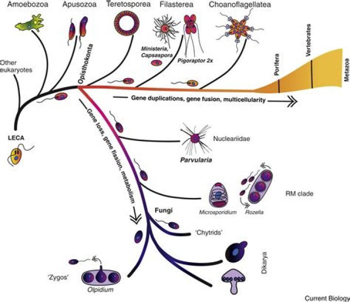 what is the evolutionary history between fungi and plants?