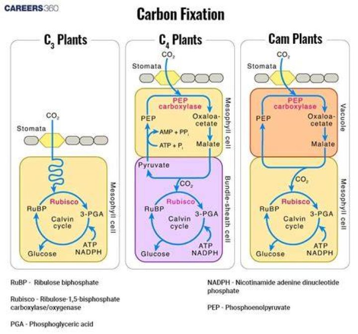 what is the first product of carbon fixation?
