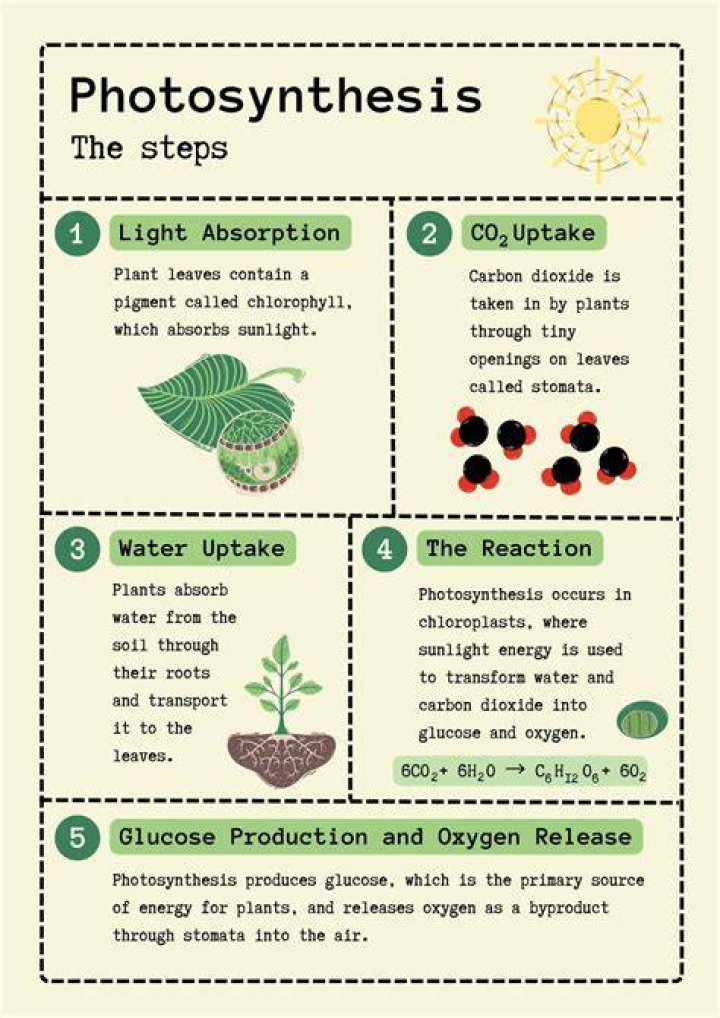 what is the first step in photosynthesis