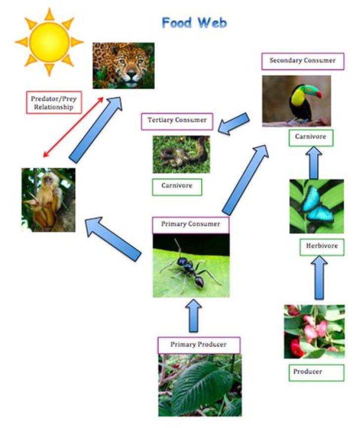 what is the food chain in the rainforest
