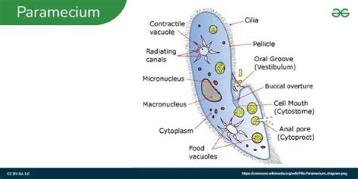 what is the food source for the paramecium?