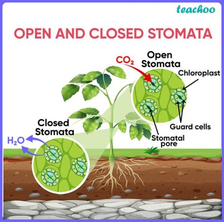 what is the function of stomata in photosynthesis