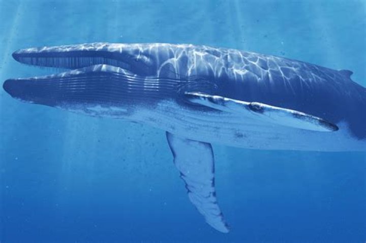 what is the largest animal to have ever existed