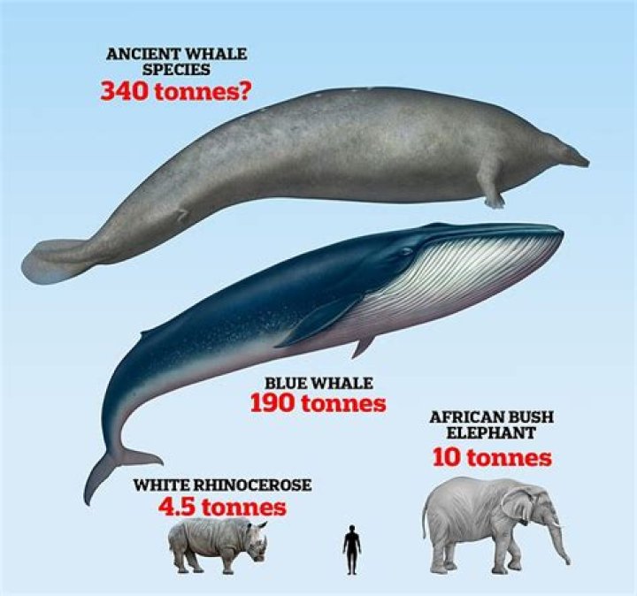 what is the largest water animal