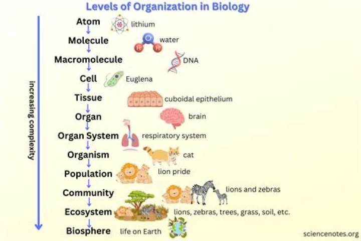 what is the level of organization from smallest to largest