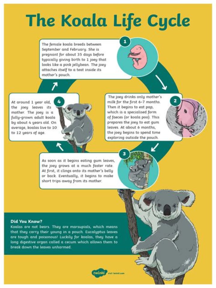 what is the life cycle of a koala