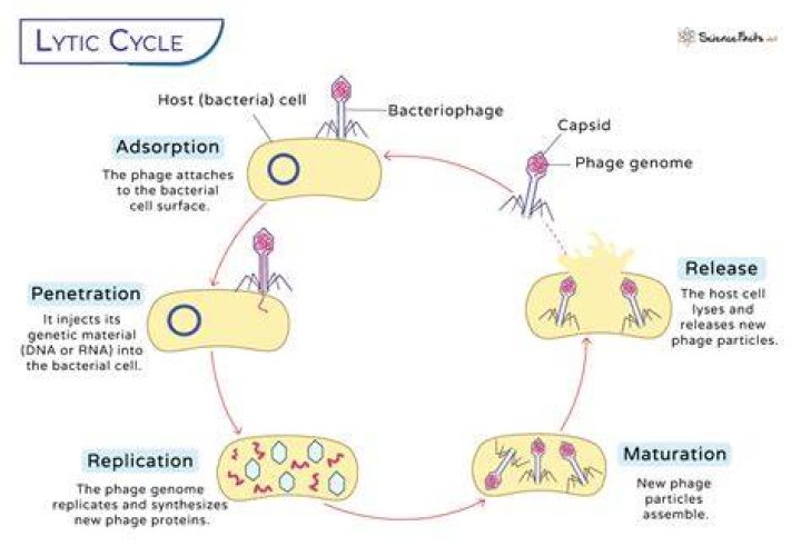 what is the lytic cycle