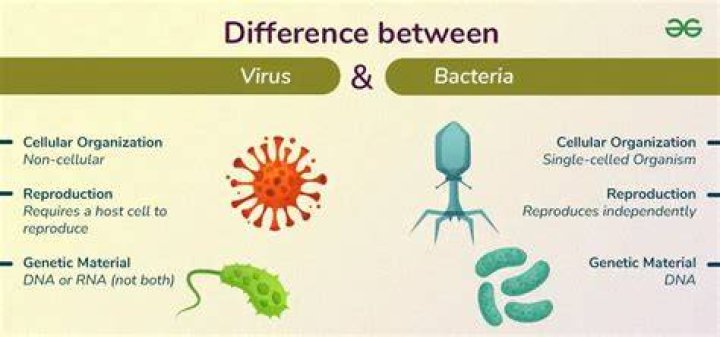 what is the main difference between protists and bacteria?