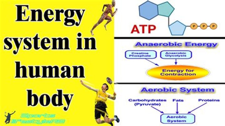what is the main source of energy of the human body
