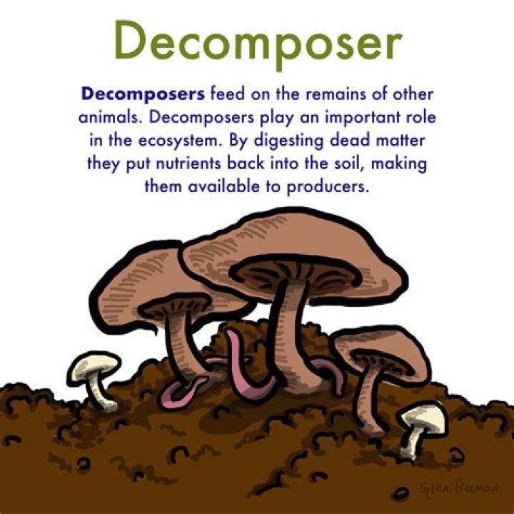 what is the meaning of decomposers